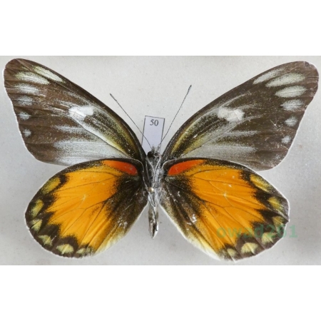 Delias zebuda Hewitson, 1862 male reverse Indonesia, Sulawesi50